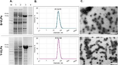 Highly stable Saccharomyces cerevisiae L-BC capsids with versatile packing potential